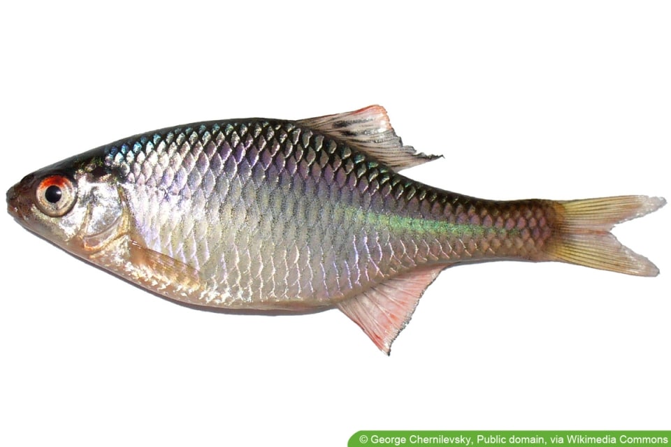 57+ Teichfische Für Kleinen Teich, Guppies bevorzugen warmes wasser