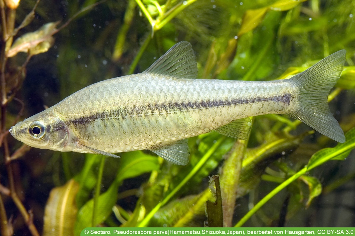 Blaubandbärbling - Pseudorasbora parva