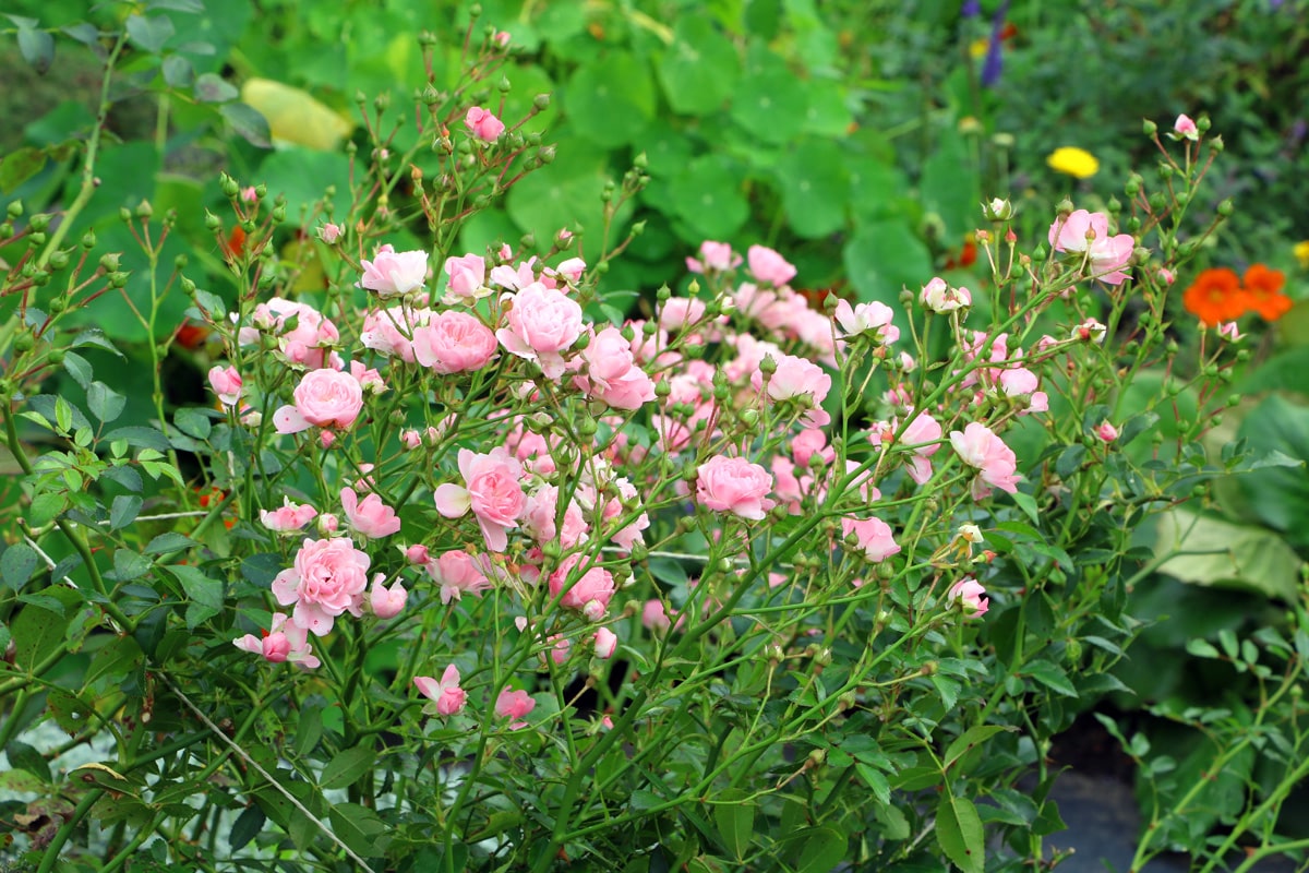 Bodendeckerrosen: Pflege von A - Z - Hausgarten.net