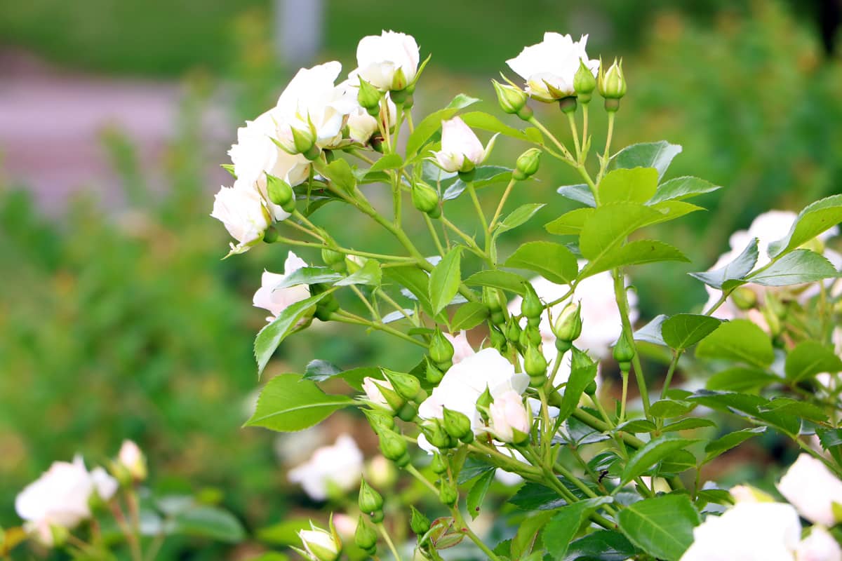 Bodendeckerrosen