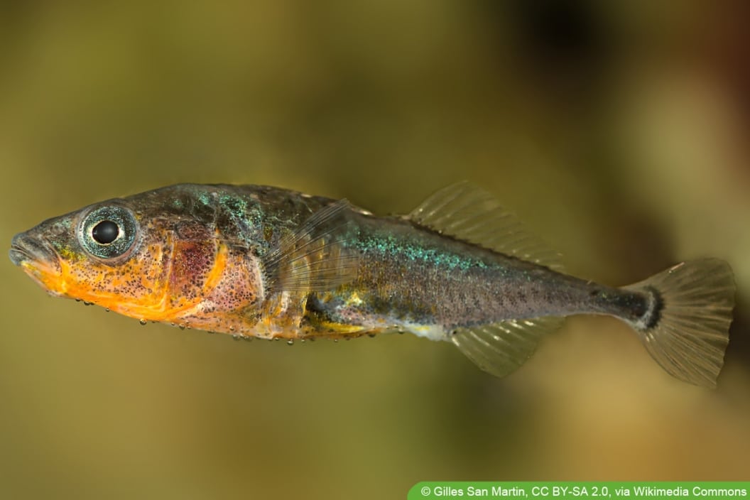 22 kleine Teichfische Fische für kleinen Teich