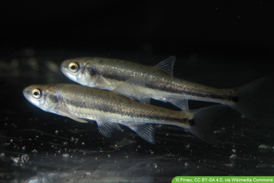 22 kleine Teichfische Fische für kleinen Teich