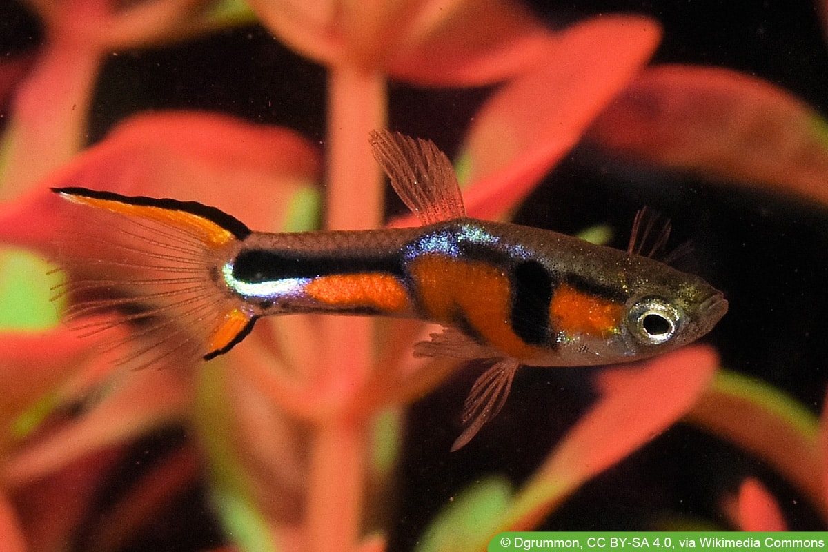 Endlers Guppy - Poecilia wingei