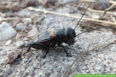 Feldgrille - Gryllus campestris