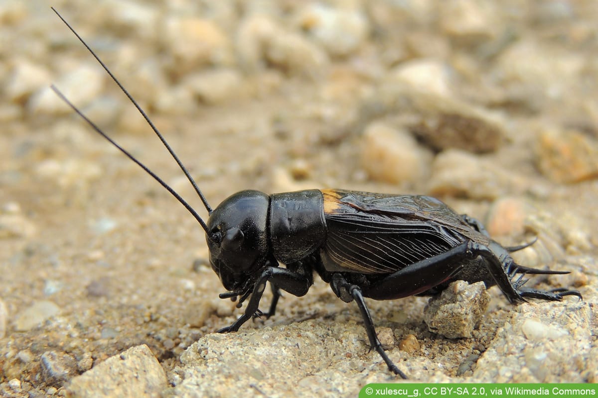 Feldgrille - Gryllus campestris