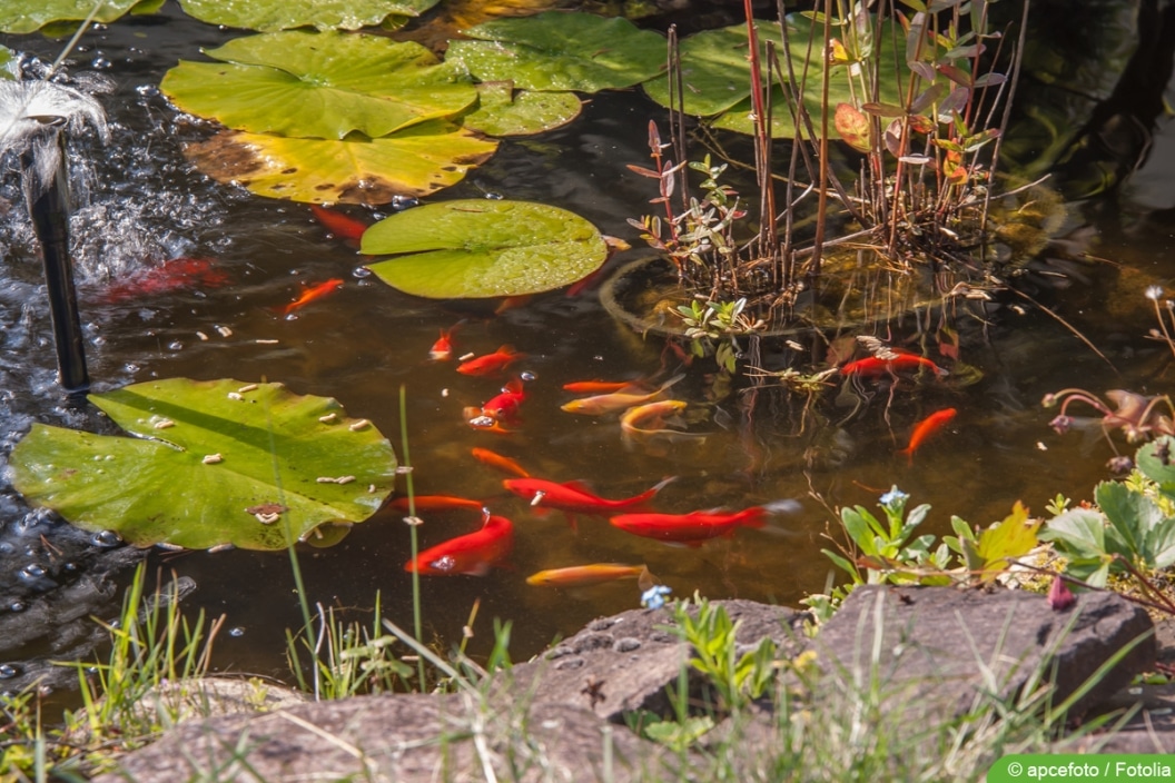 22 kleine Teichfische Fische für kleinen Teich