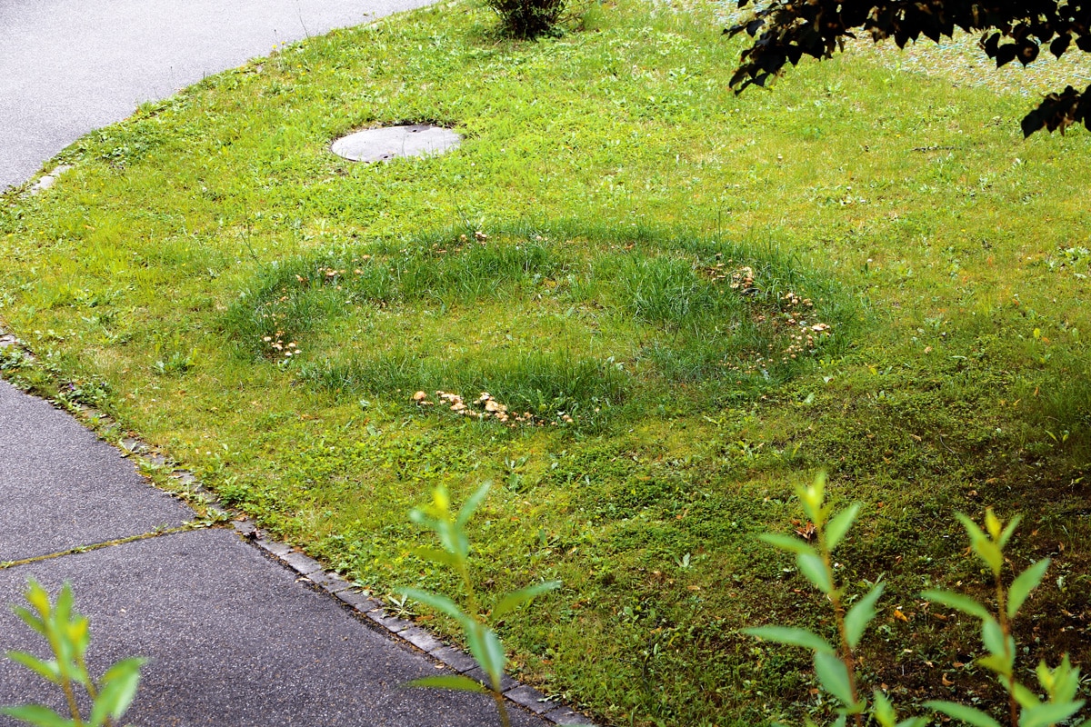 Pilze im Rasen: Hexenring / Feenring