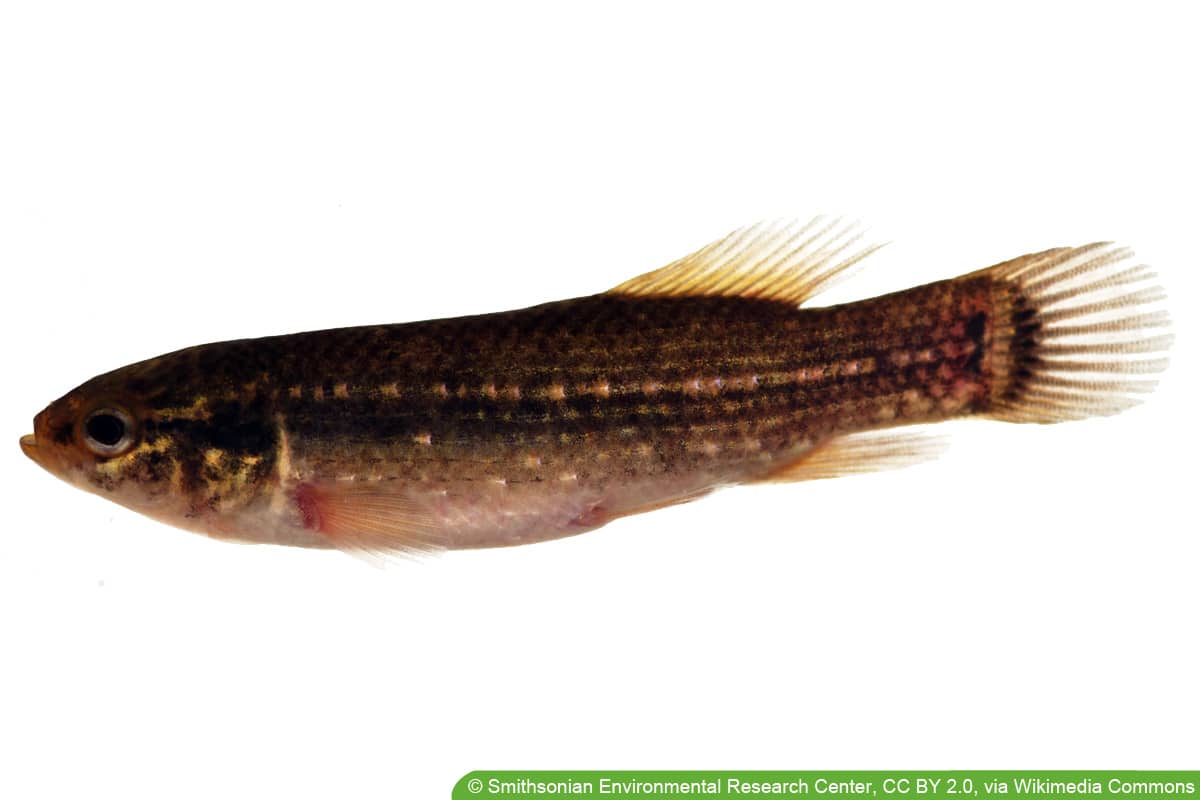 Kleiner Hundsfisch - Umbra pygmaea