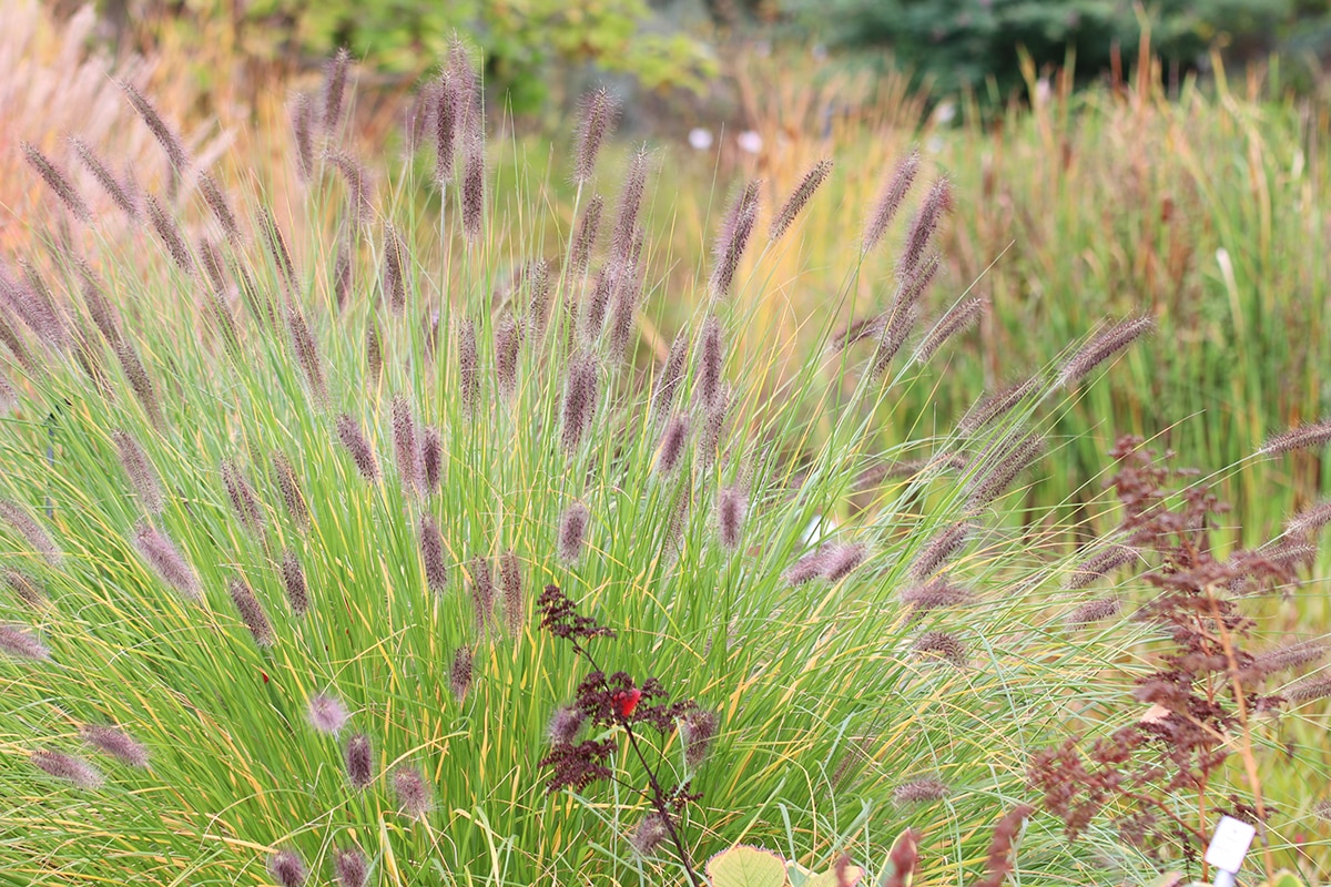 Lampenputzergras - Pennisetum alopecuroides