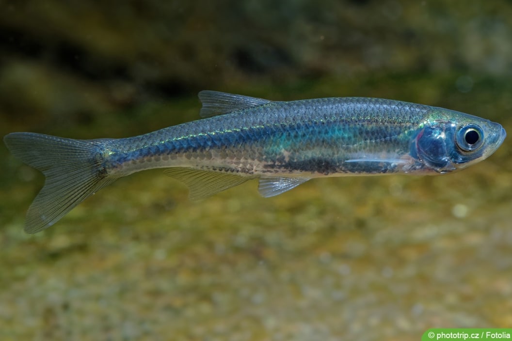 22 kleine Teichfische Fische für kleinen Teich