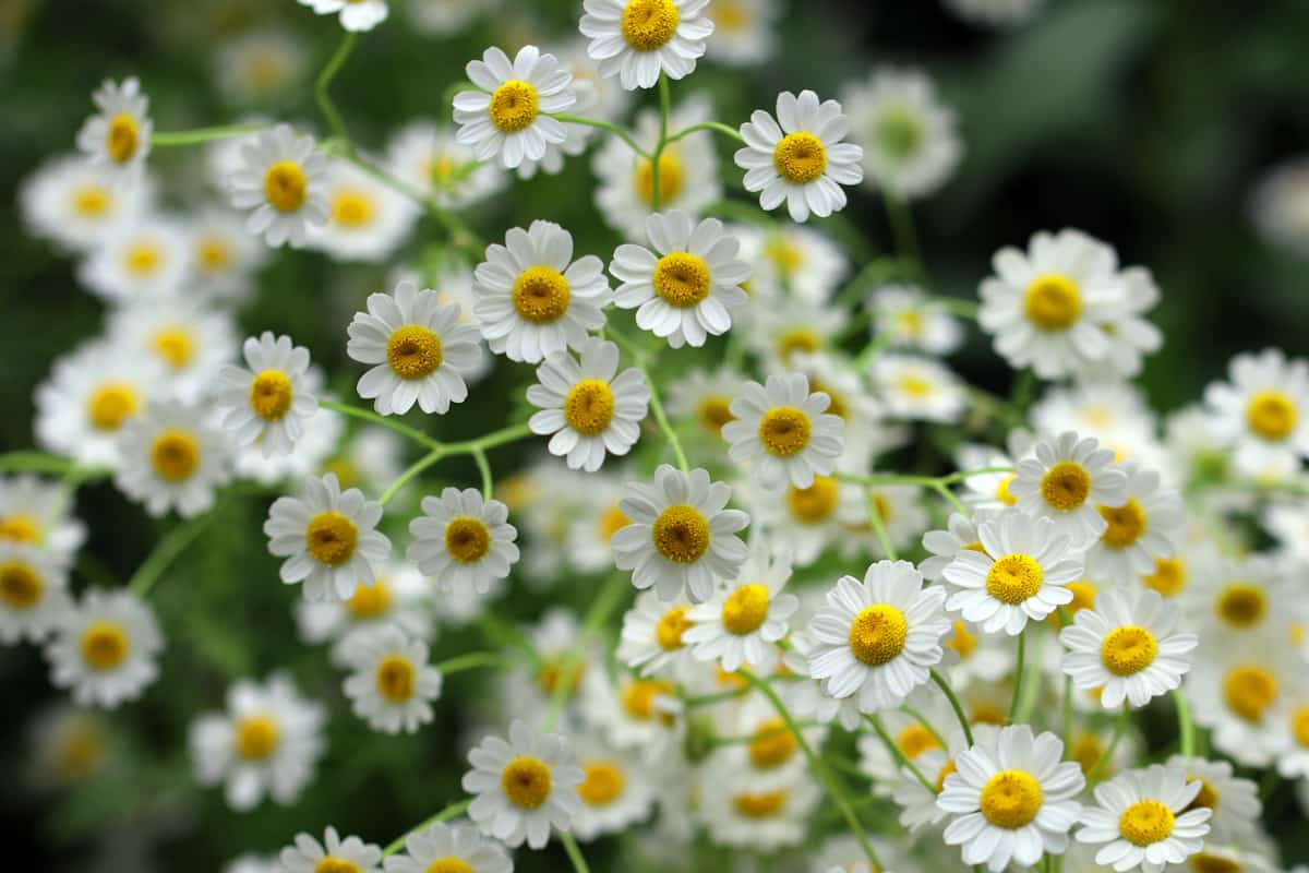 Mutterkraut - Chrysanthemum parthenium - Tanacetum parthenium