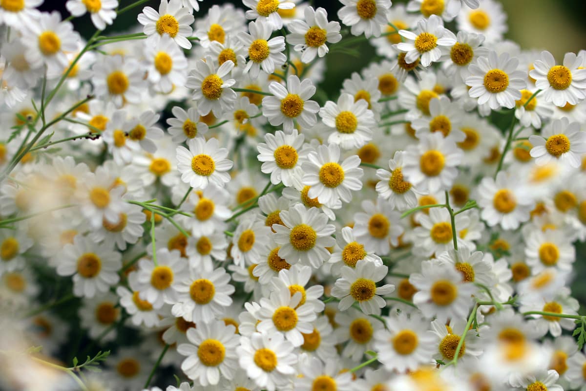 Mutterkraut - Chrysanthemum parthenium - Tanacetum parthenium