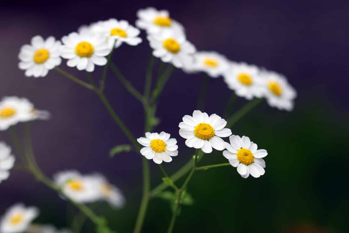 Mutterkraut - Chrysanthemum parthenium - Tanacetum parthenium