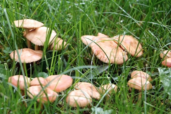Pilze im Rasen bekämpfen 10 Tipps gegen Pilzbefall