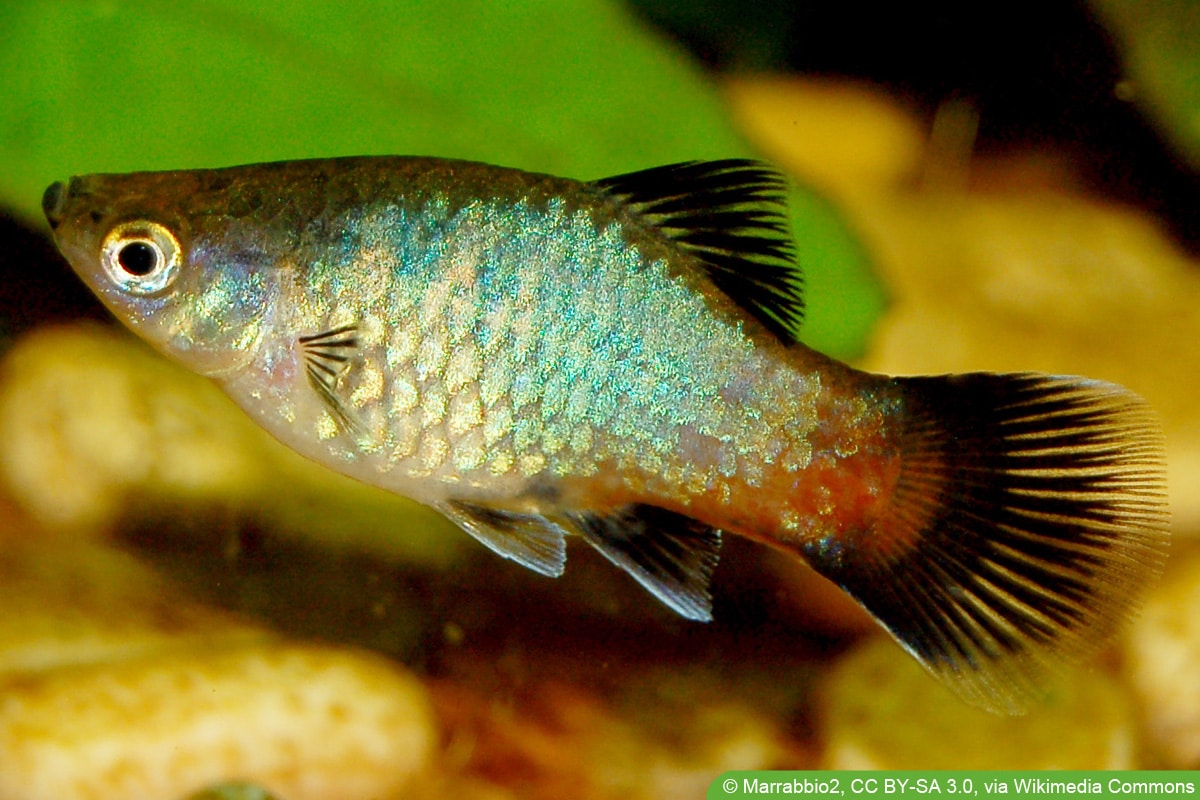 Platys - Xiphophorus maculatus