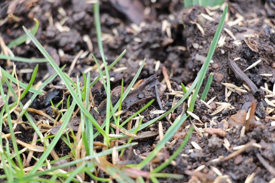 Garten begradigen und Rasenfläche ebnen 11 Tipps