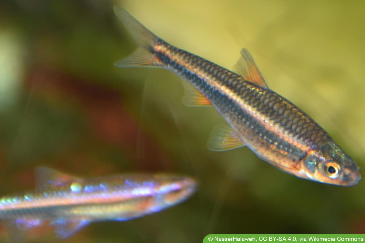 Regenbogenelritze - Notropis chrosomus