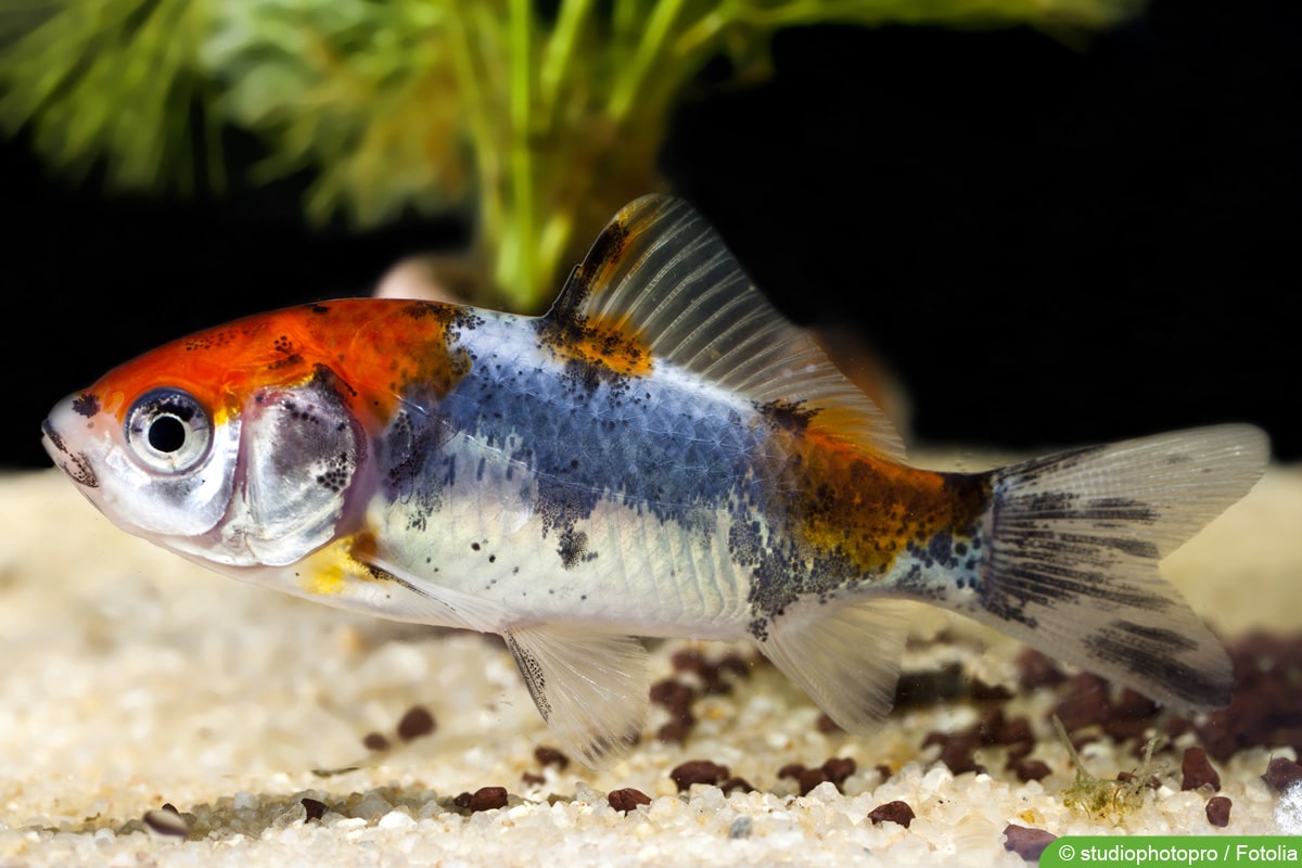 Shubunkin - Carassius auratus