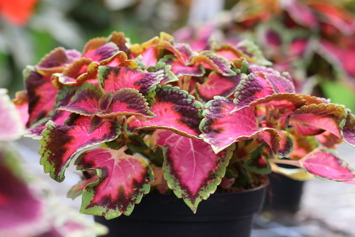 Buntnessel - Coleus blumei - Solenostemon scutellarioides - Plectranthus scutellarioides