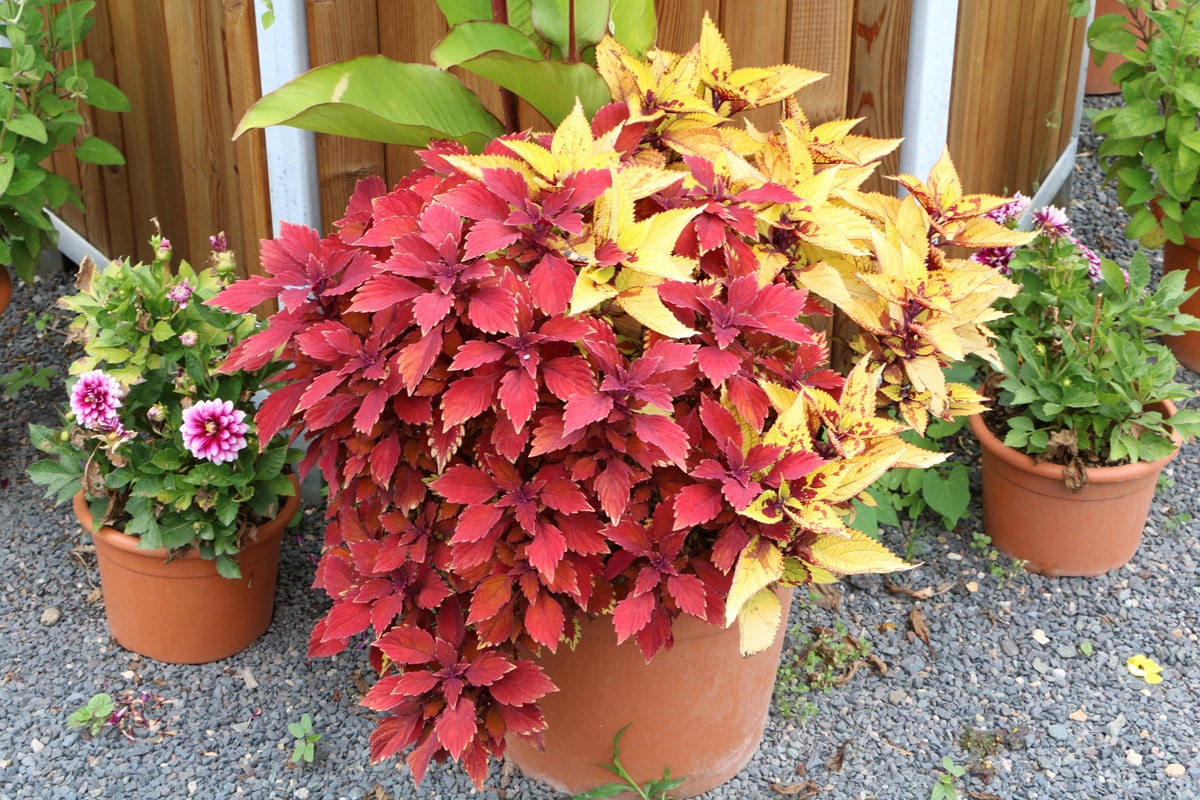 Buntnessel - Coleus blumei - Solenostemon scutellarioides - Plectranthus scutellarioides