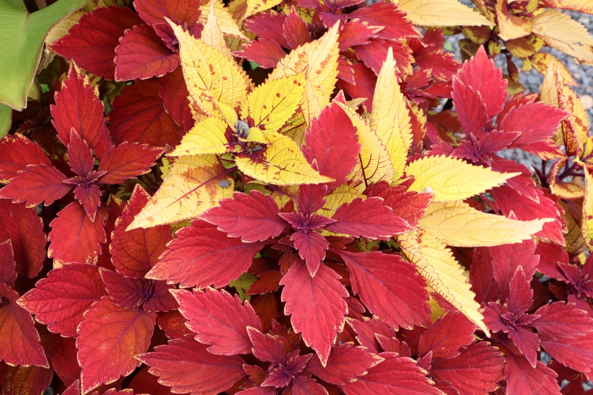 Buntnessel - Coleus blumei - Solenostemon scutellarioides - Plectranthus scutellarioides