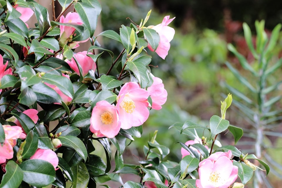 Ist Rhododendron winterhart? 6 Tipps zum Überwintern