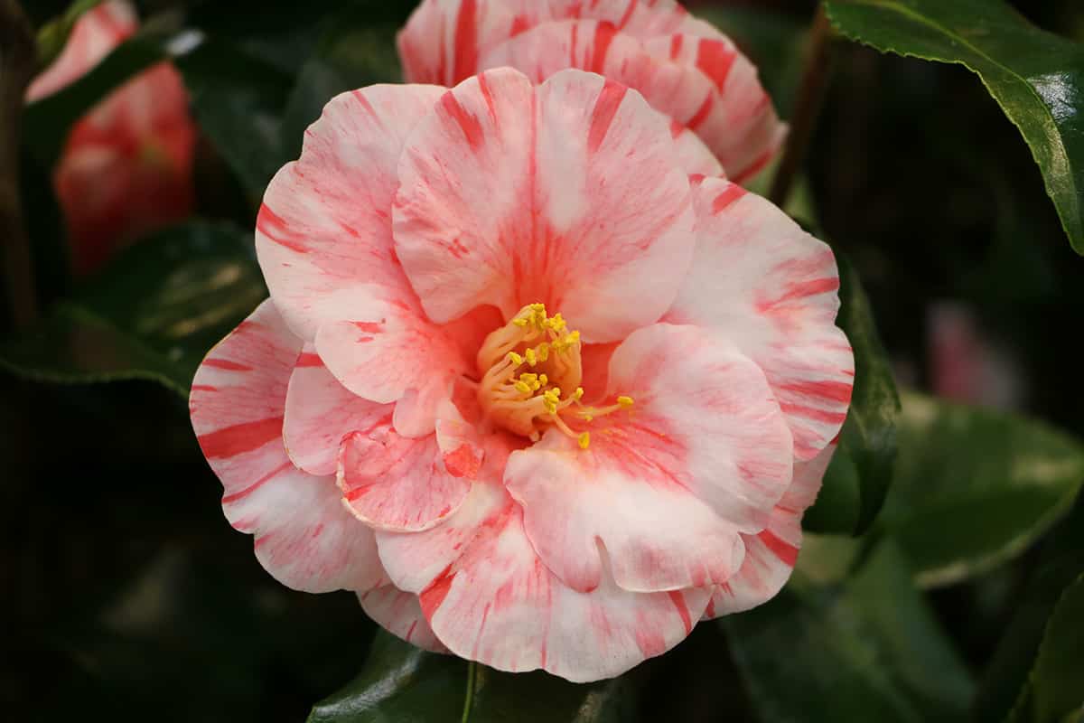 Kamelie (Camellia japonica) überwintern