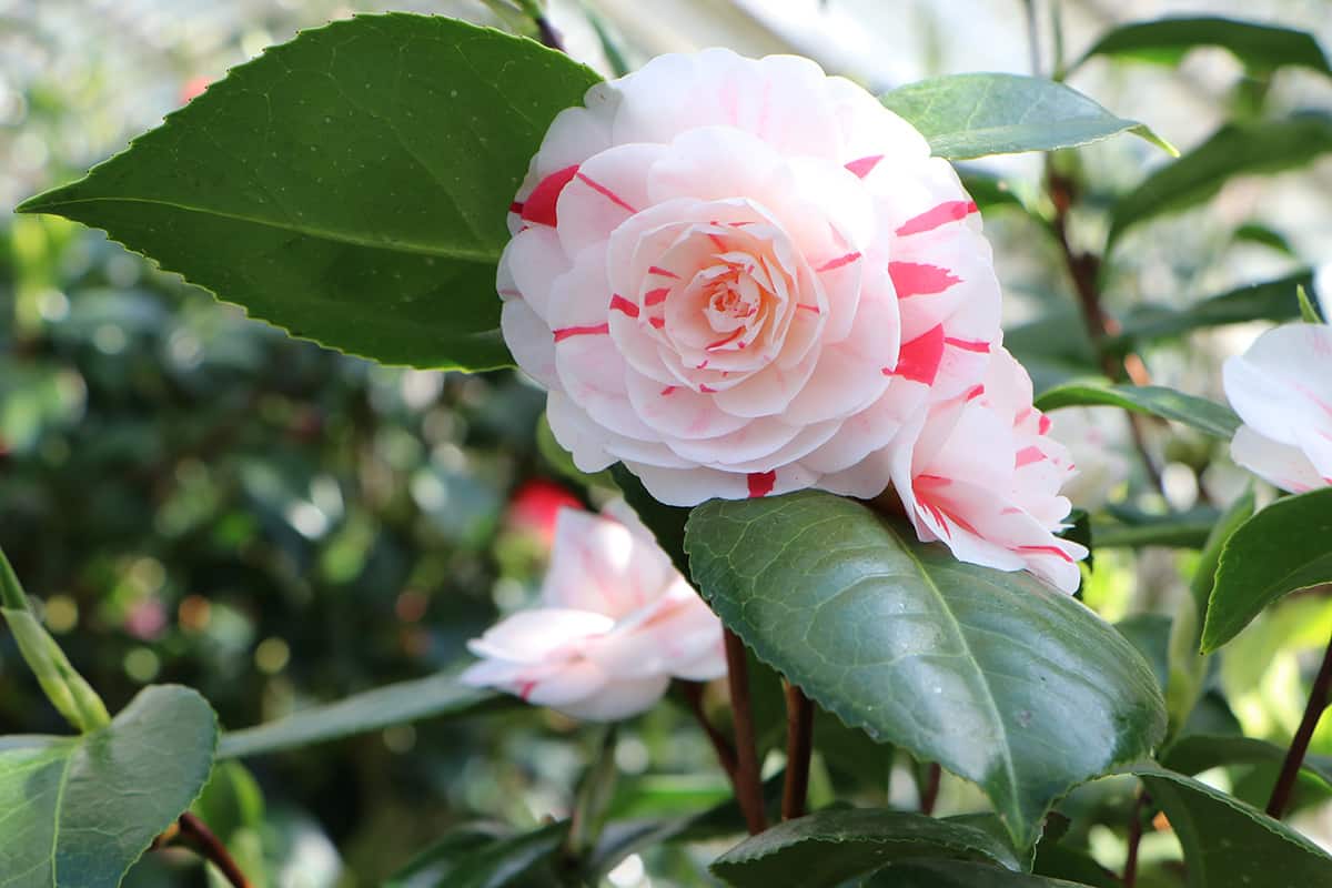 Kamelie (Camellia japonica) überwintern