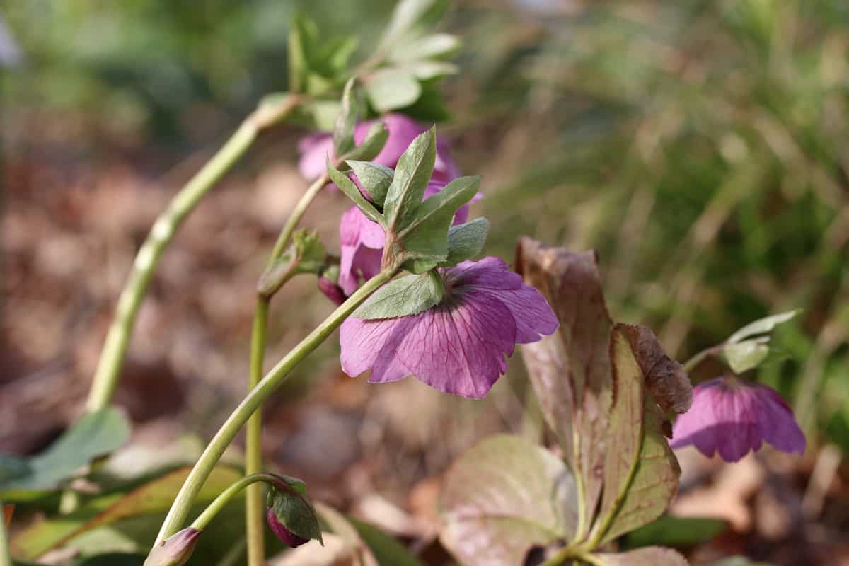 Lenzrose - Frühlingsrose - Helleborus orientalis