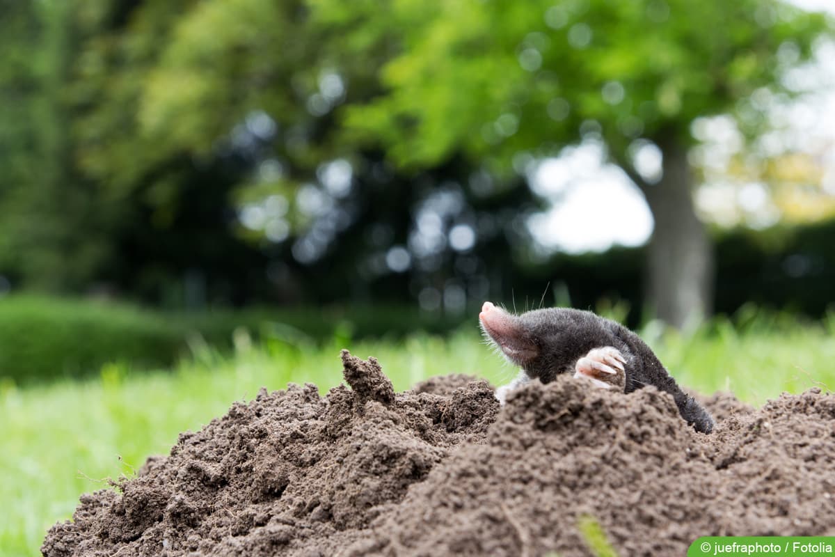 Maulwurf im Garten