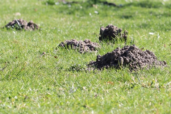 Große Löcher im Garten welches Tier war es?
