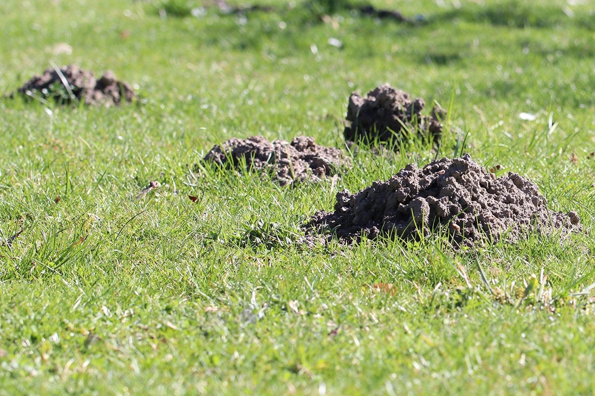 Große Löcher im Garten: welches Tier war es? - Hausgarten.net