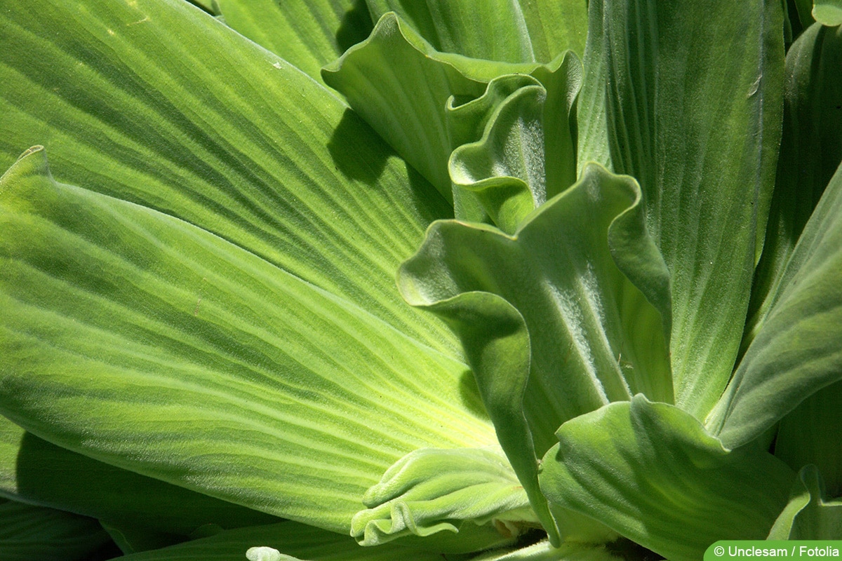 Muschelblume - Wassersalat - Pistia stratiotes