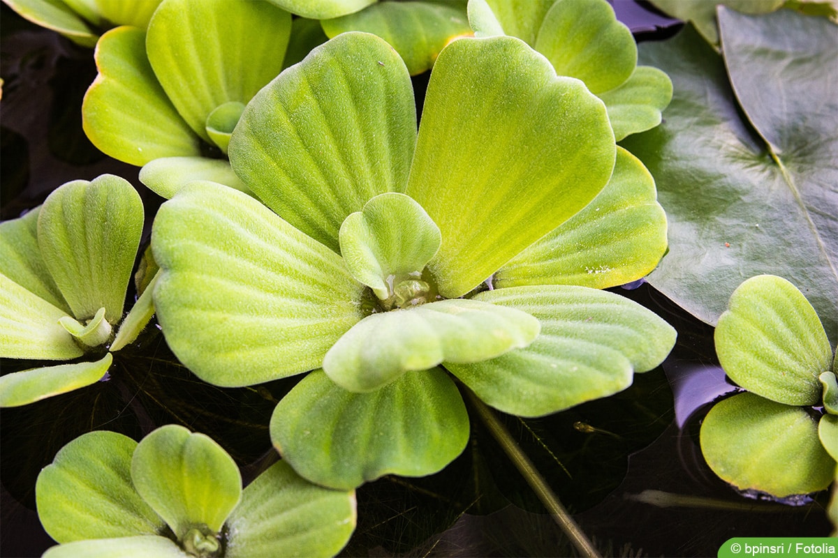 Muschelblume - Wassersalat - Pistia stratiotes