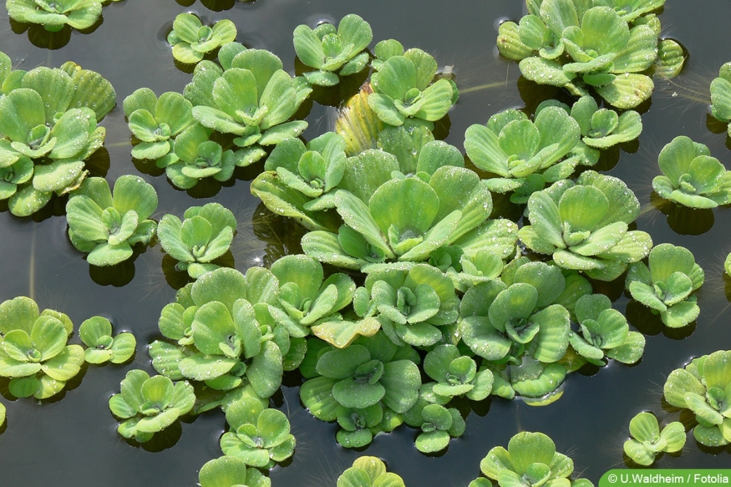 Wasserlinsen im Teich Was tun mit Entengrütze?