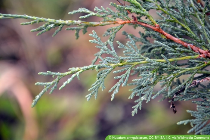 Raketenwacholder - Juniperus scopulorum