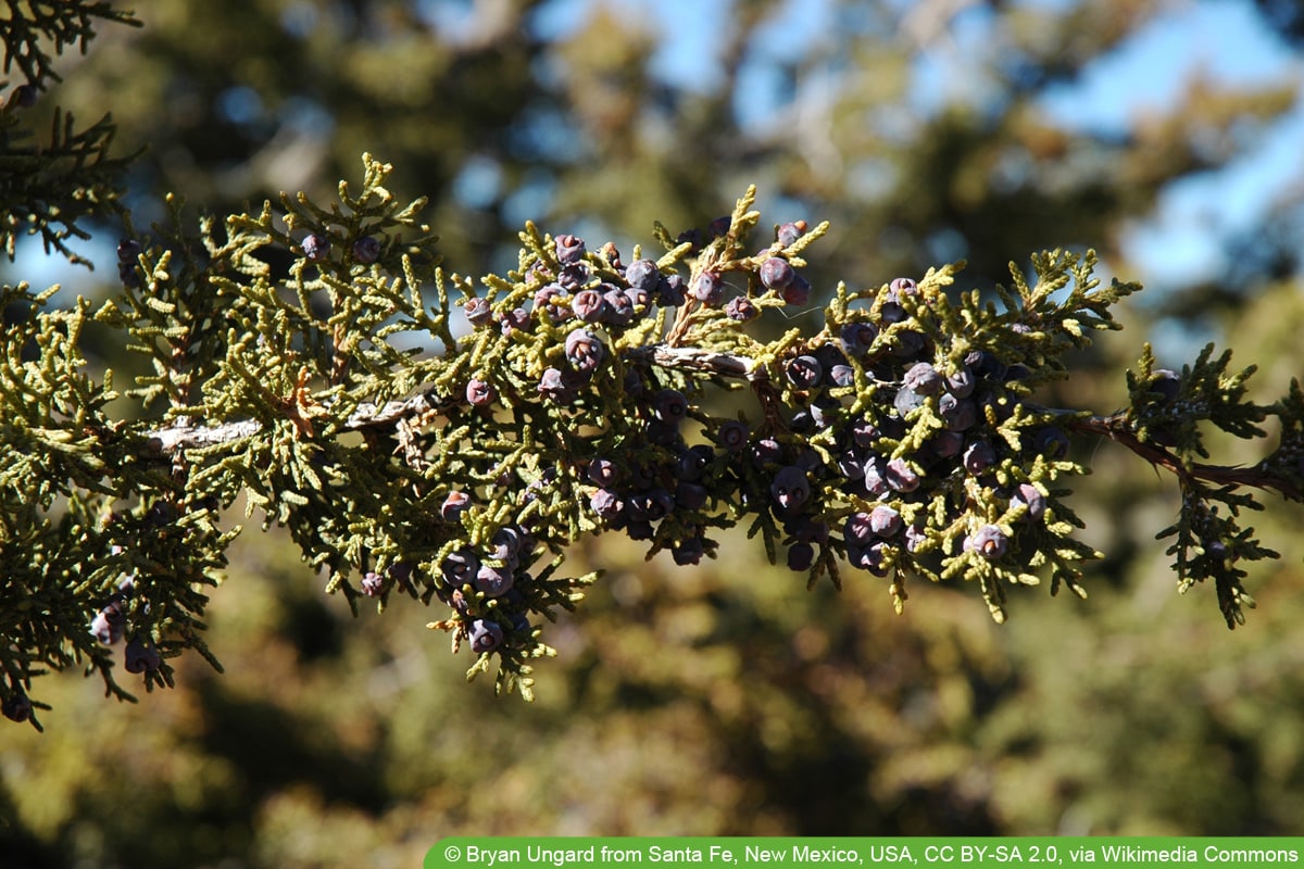 Raketenwacholder - Juniperus scopulorum