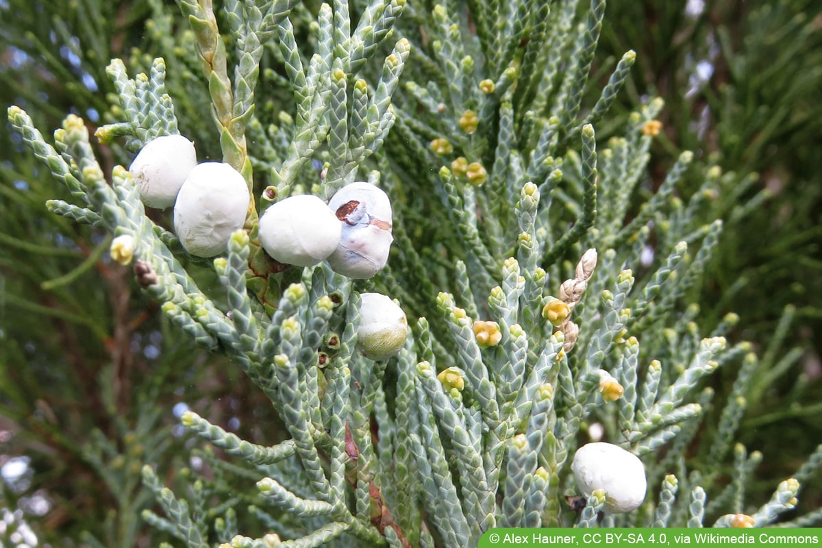 Raketenwacholder - Juniperus scopulorum