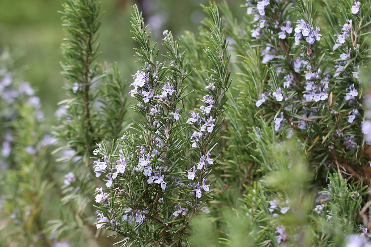 Rosmarin - Rosmarinus officinalis