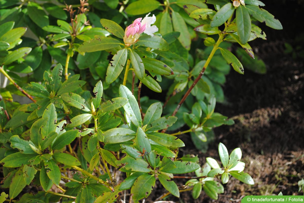 Schadbild Dickmaulrüssler am Rhododendron