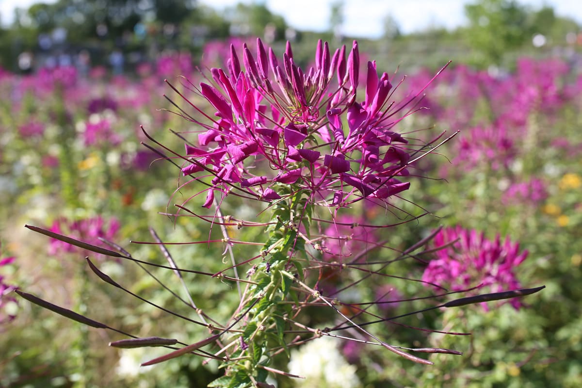 Spinnenblume - Cleome hassleriana