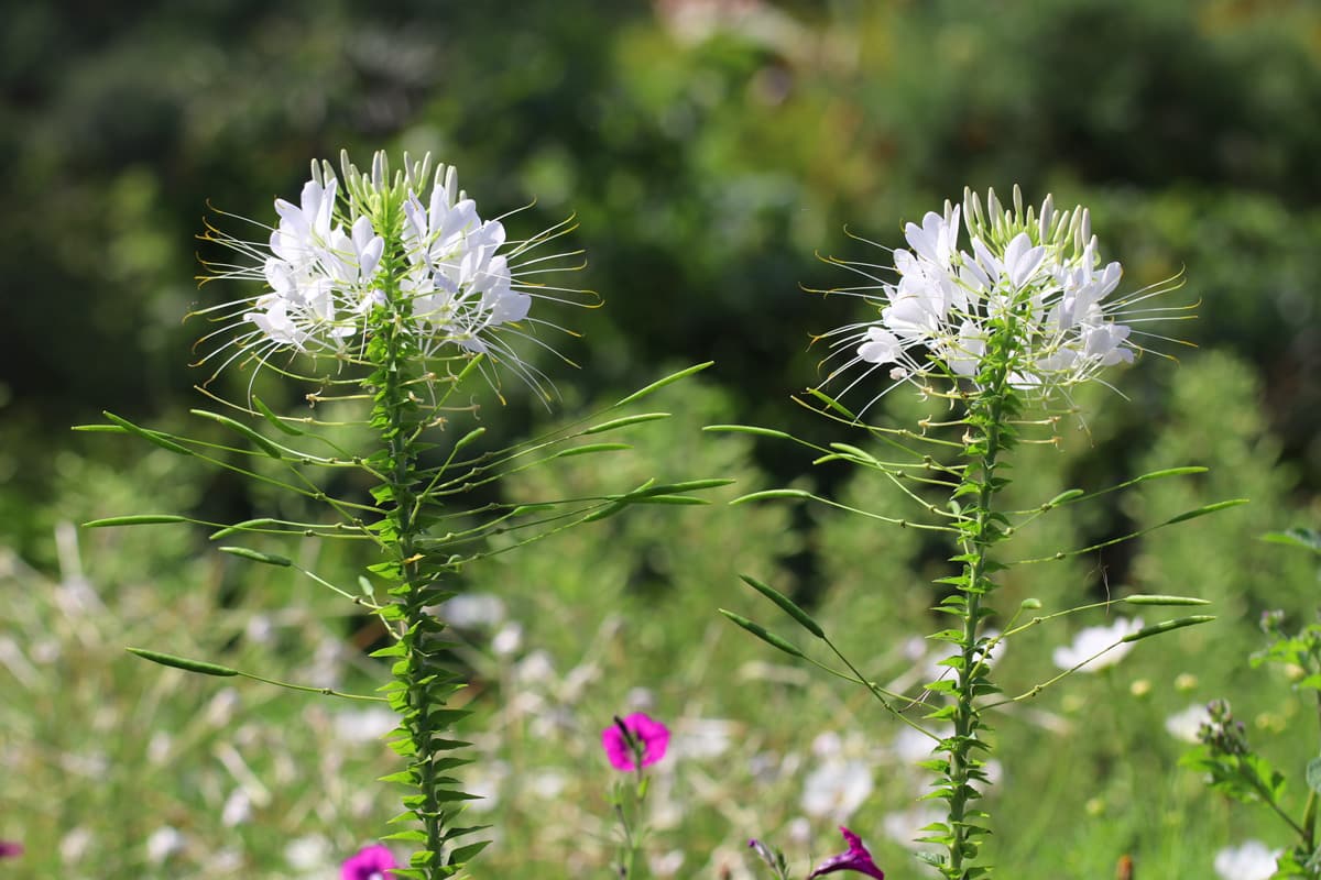 Spinnenblume - Cleome hassleriana