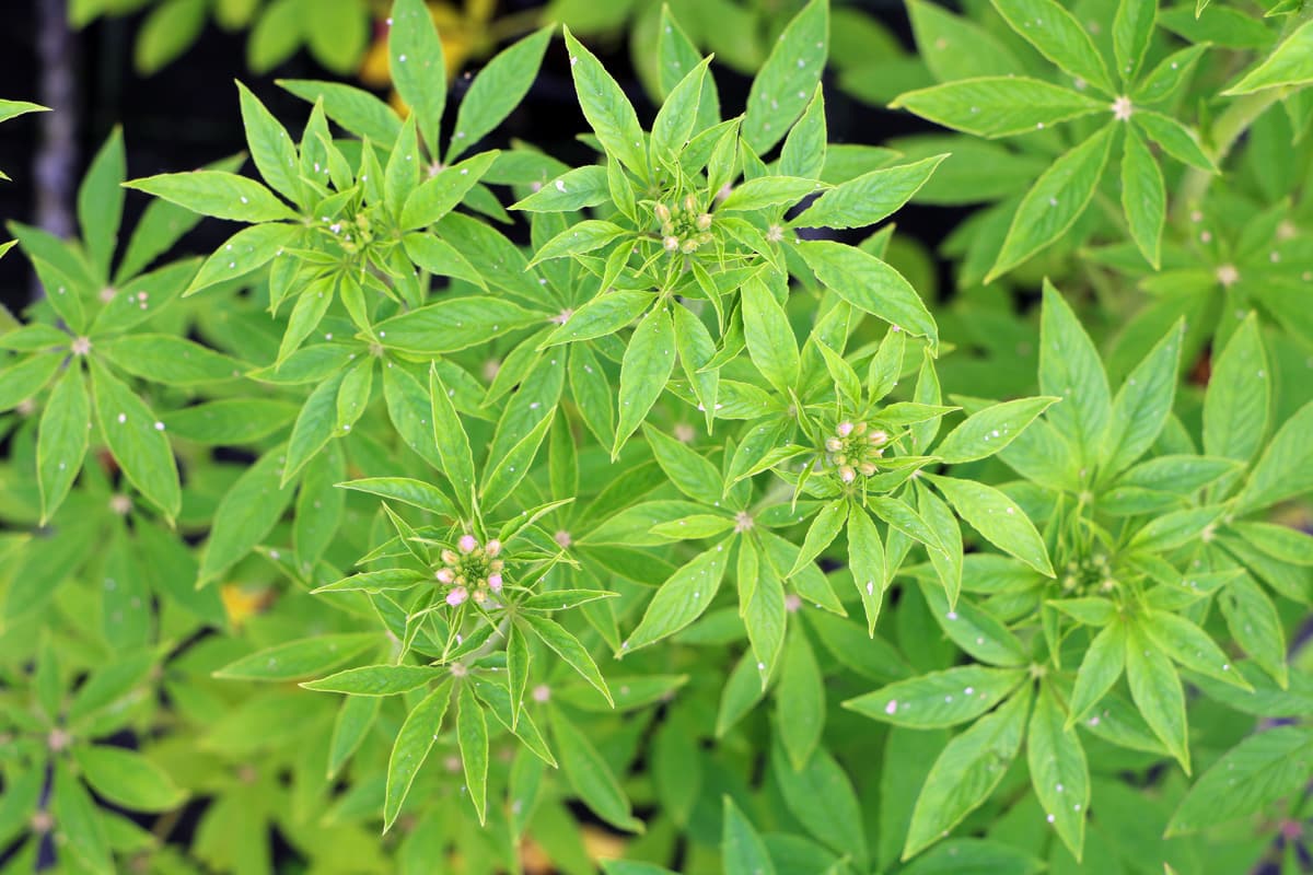 Spinnenblume - Cleome hassleriana