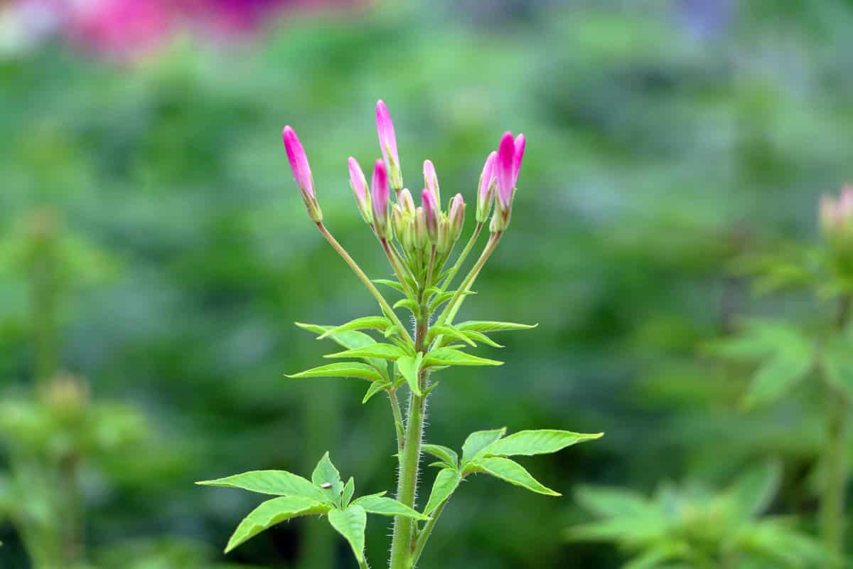 Spinnenblume - Cleome hassleriana