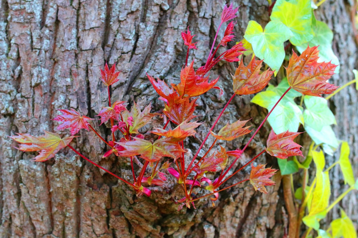 Blutahorn - Spitzahorn - Acer platanoides