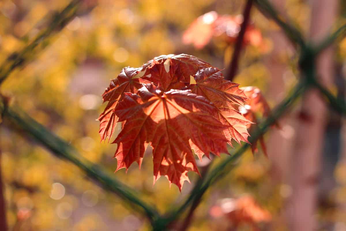 Blutahorn - Spitzahorn - Acer platanoides