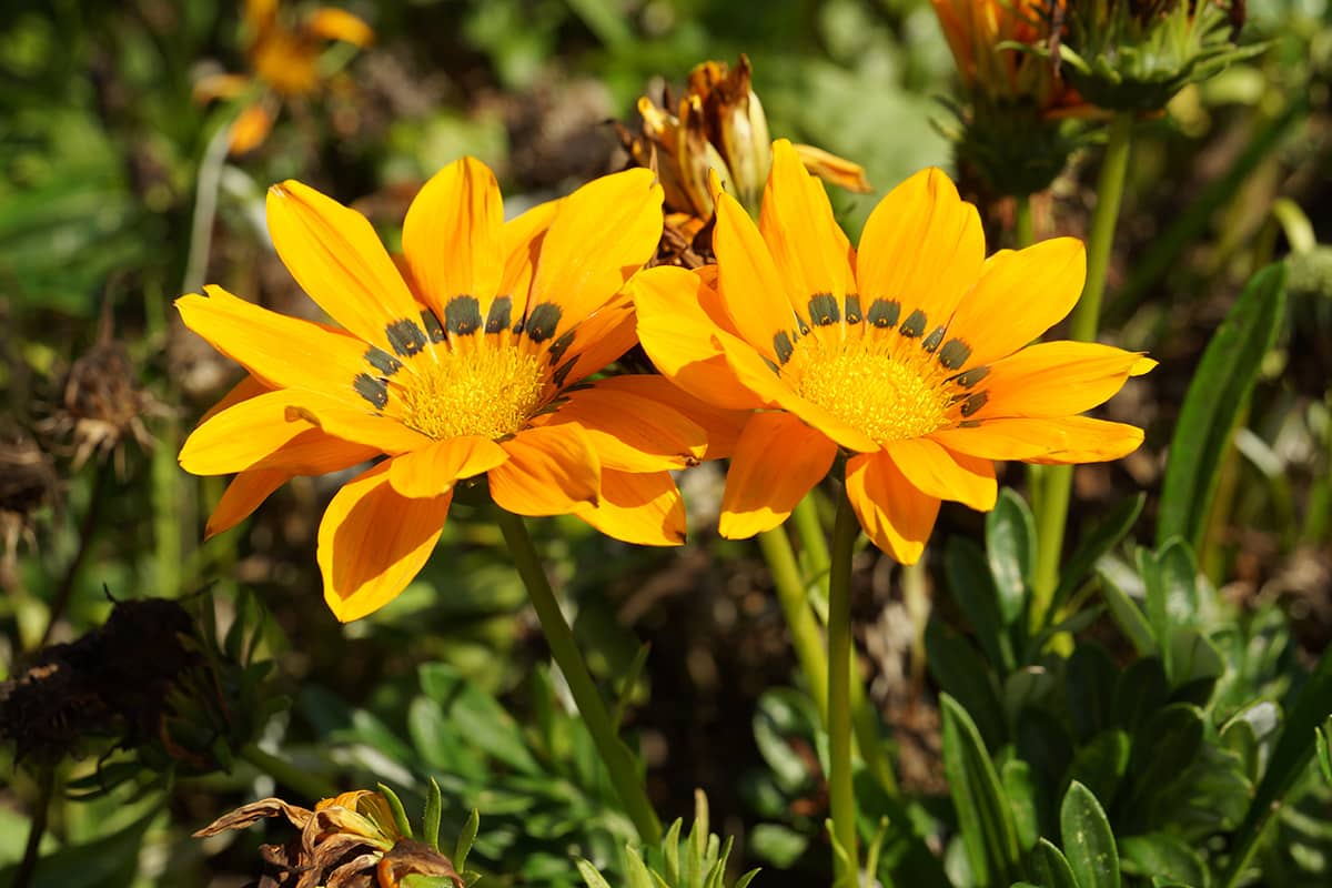 Mittagsgold - Gazania - Gazanie