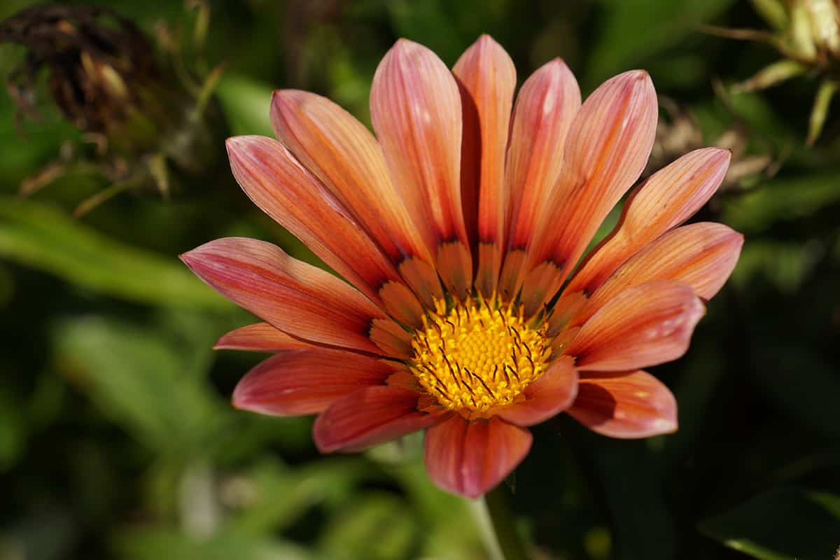 Mittagsgold - Gazania - Gazanie