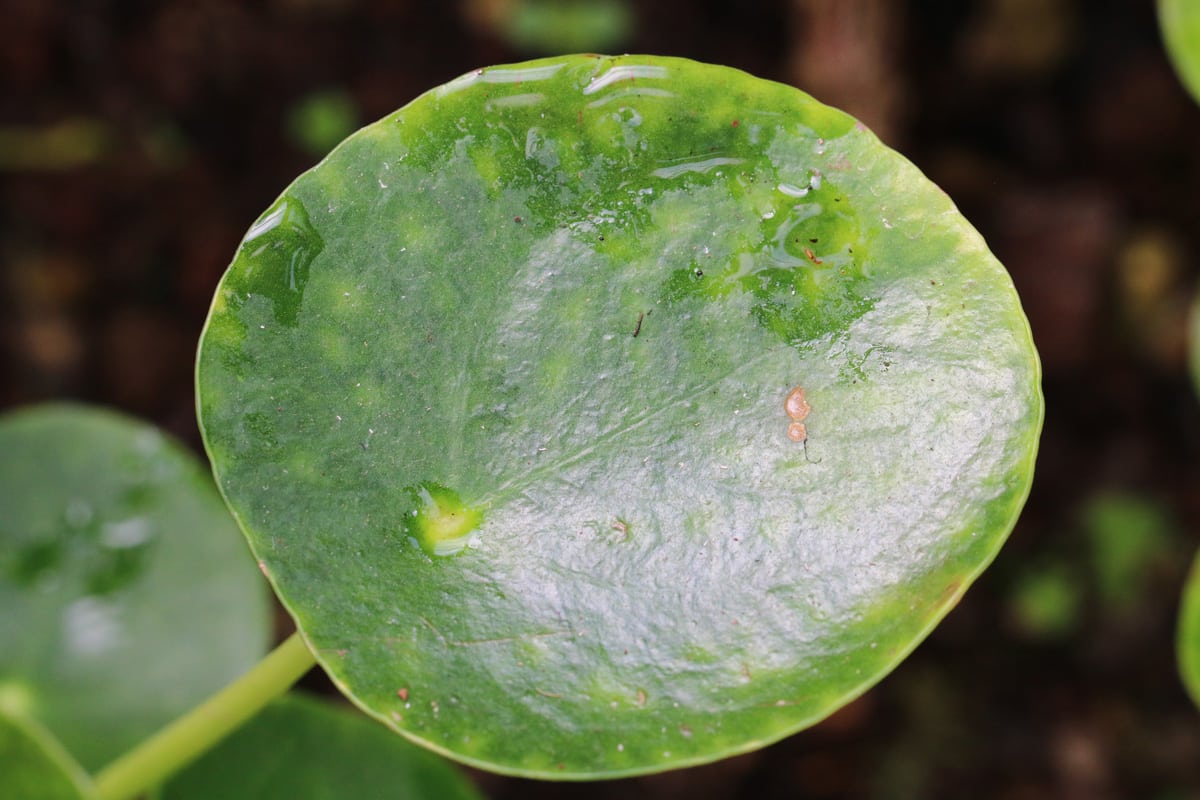 Ufo-Pflanze - Pilea peperomioides