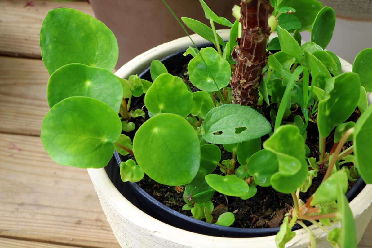 Ufo-Pflanze - Pilea peperomioides